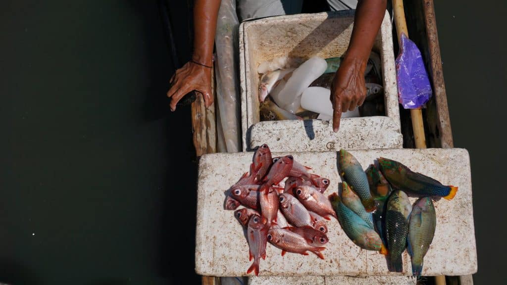 Berbagai macam jenis ikan menjadi menu makanan kita sehari sehari selama ekspedisi Liwuto Pasi. Seperti ikan kadhafo, ikan boronang, ikan opuru, ikan lompha dll. Hampir semua ikan yang disantap rasanya enak dan segar.